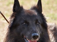 04 TV BestVet Canis Lupus of the beautiful black one